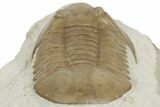 Asaphus Platyurus Trilobite - Russia #191181-4
